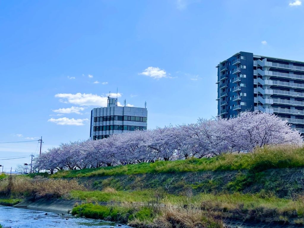お花見ウォーキングへ参加してみませんか❓のイメージ画像