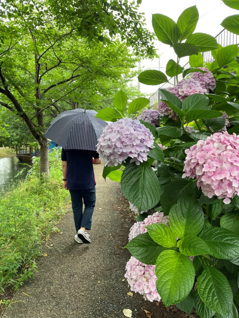 伏見の紫陽花スポット♪のイメージ画像