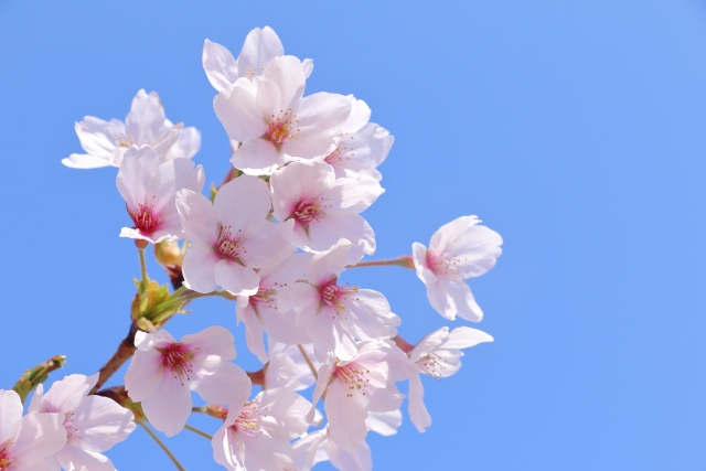 お花見ウォーキングに行ってきました！のイメージ画像