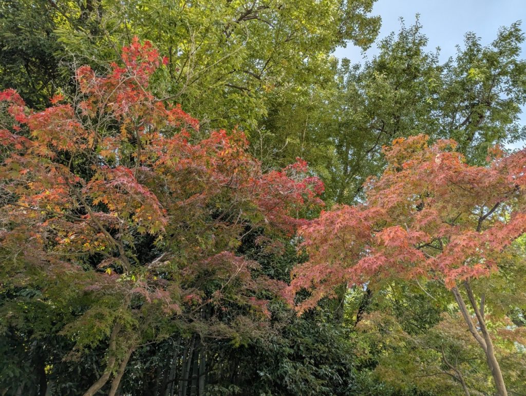 紅葉散策～ウォーキング・坊主池コース～のイメージ画像