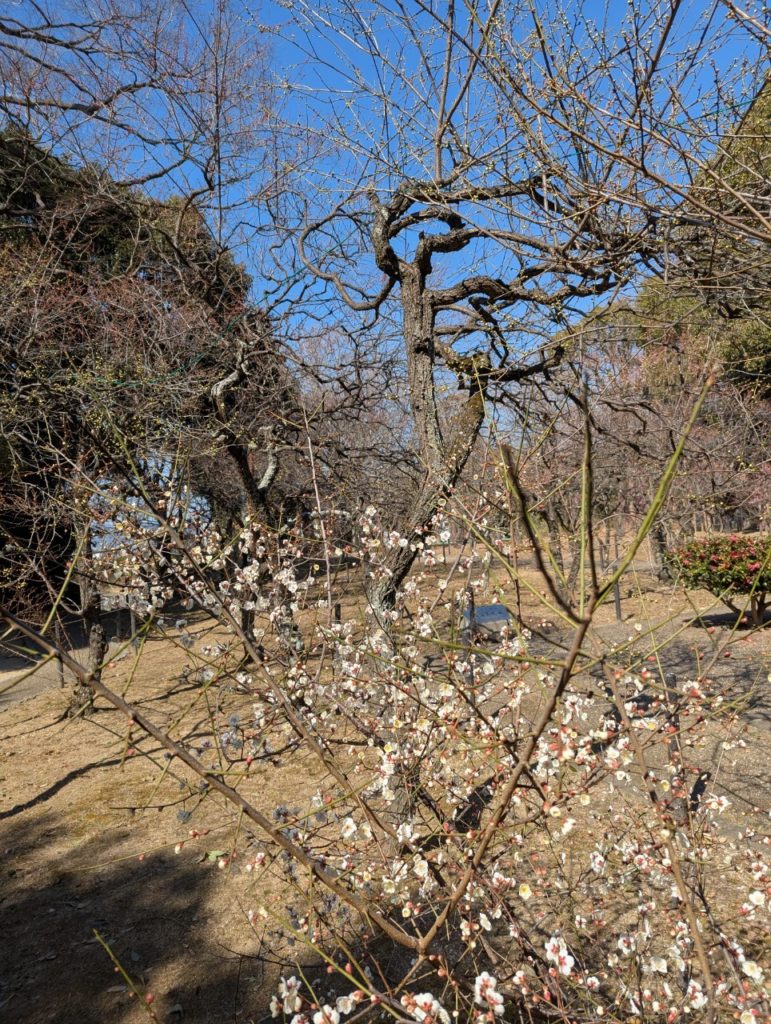 ウォーキング「意賀美神社コース」にて梅を見に行ってきました！のイメージ画像