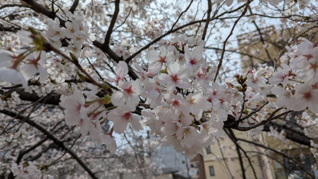 お花見🌸天野川の桜を見に行きましたのイメージ画像