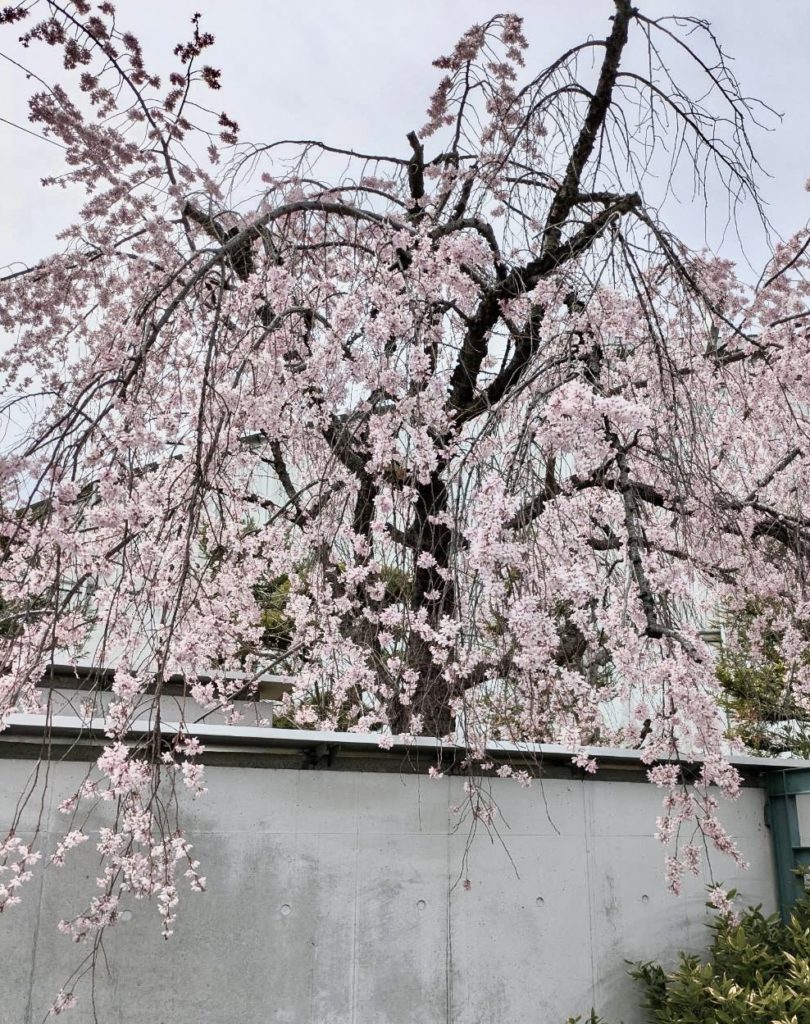 地域探訪イベント「お花見ウォーキング」の開催🌸のイメージ画像